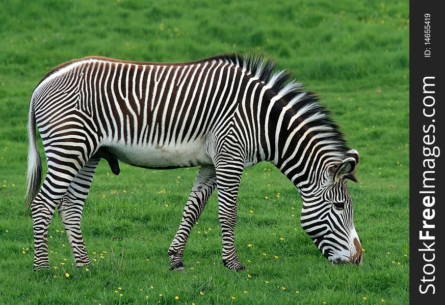 Wild zebra animal on the plains. Wild zebra animal on the plains