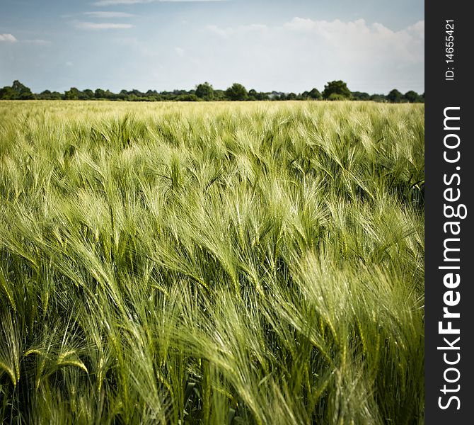 Countryside with barley farmland