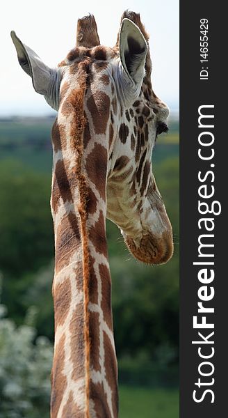 Head and neck of a giraffe. Head and neck of a giraffe