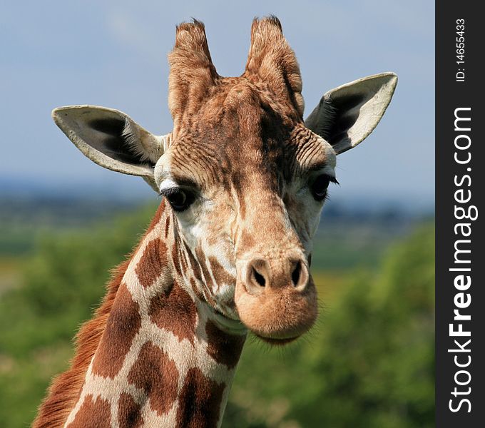 Head and neck of a giraffe. Head and neck of a giraffe