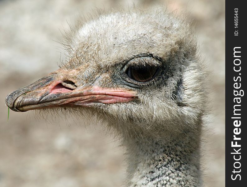 Head of an ostrich bird. Head of an ostrich bird