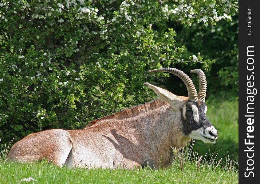 Single roan antelope animal lying on grass
