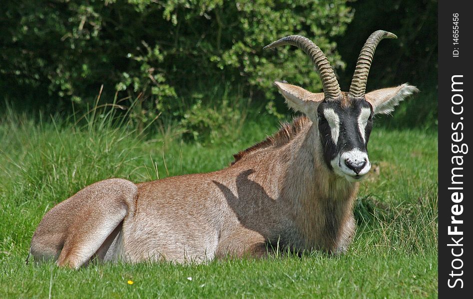 Single roan antelope animal lying on grass. Single roan antelope animal lying on grass