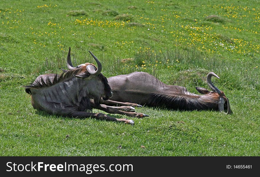 Two wildebeest animals lying on grass. Two wildebeest animals lying on grass