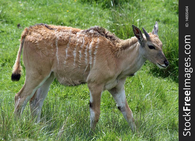 Single Eland animal in the grass. Single Eland animal in the grass