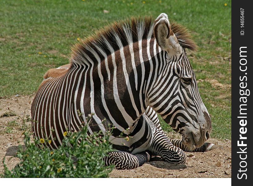 Zebra animal lying on the grass. Zebra animal lying on the grass