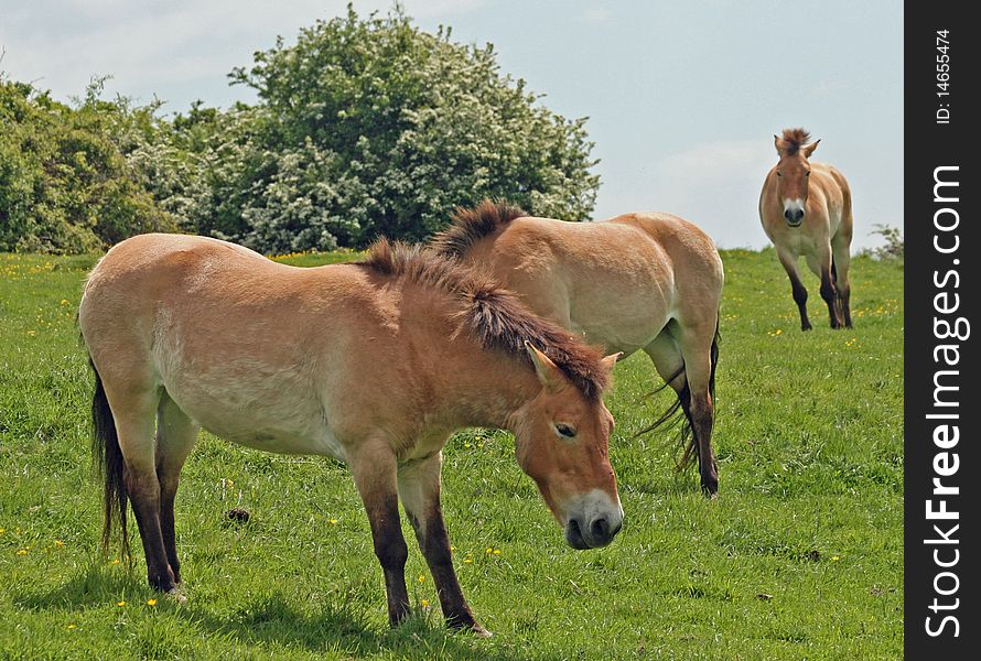 Przewalski type Horses in a field. Przewalski type Horses in a field
