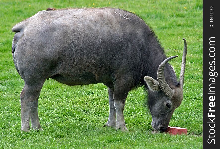 Single water buffalo animal in a field. Single water buffalo animal in a field