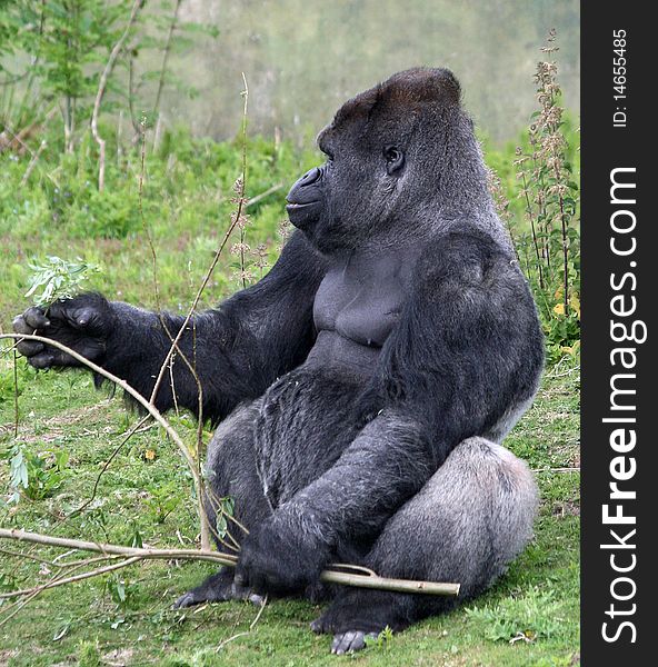 Gorilla sitting at feeding time. Gorilla sitting at feeding time