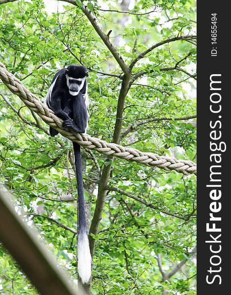 Black and white Colobus monkey in a tree
