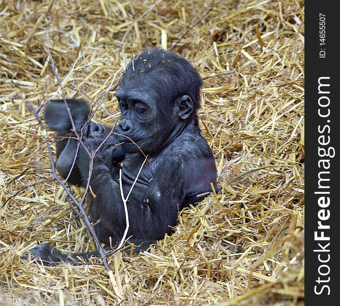 Baby Gorilla sitting in straw