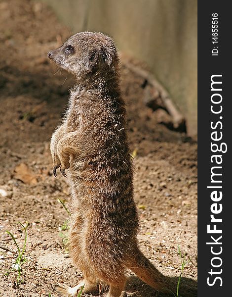 Single Meerkat animal standing up. Single Meerkat animal standing up