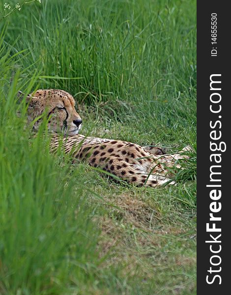 Cheetah hiding in long grass. Cheetah hiding in long grass