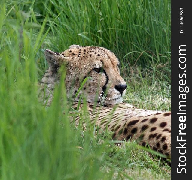 Cheetah lying in long grass. Cheetah lying in long grass