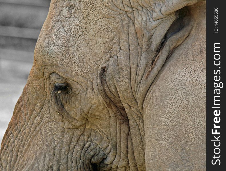 Close up of side of elephant head