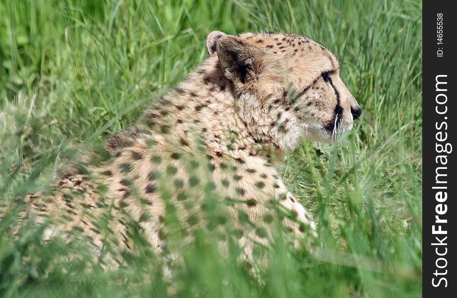 Cheetah hiding in long grass. Cheetah hiding in long grass