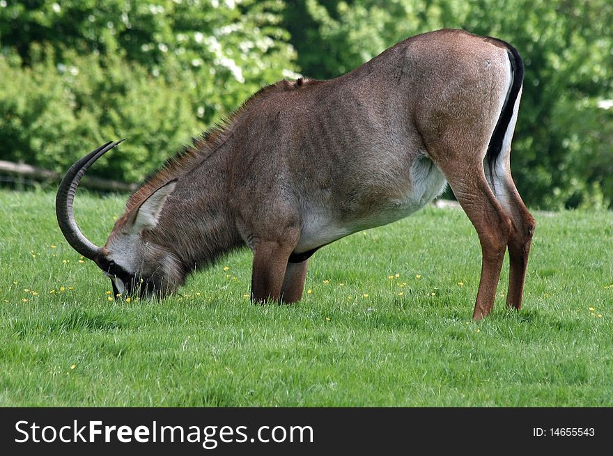 Roan antelope in a field. Roan antelope in a field