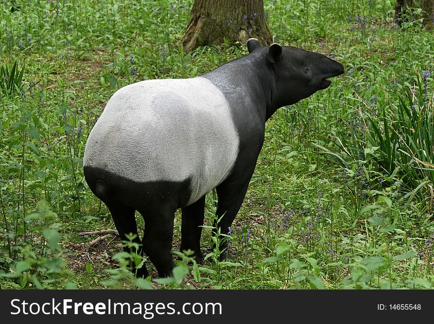 Black and white tapir animal. Black and white tapir animal