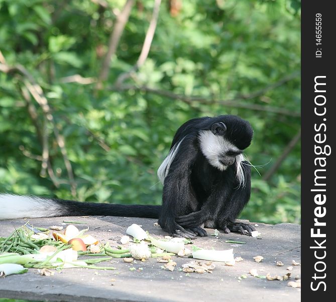 Black and White Colobus Monkey 6