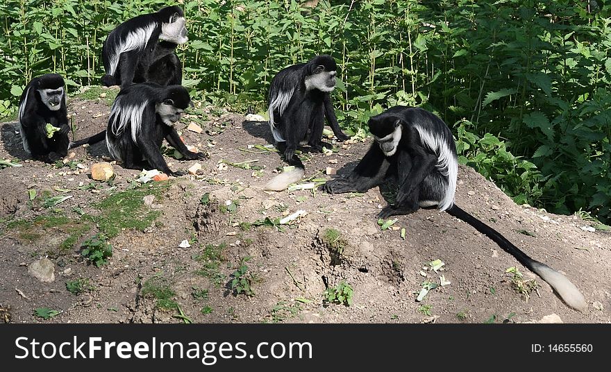 Black and White Colobus Monkey 7