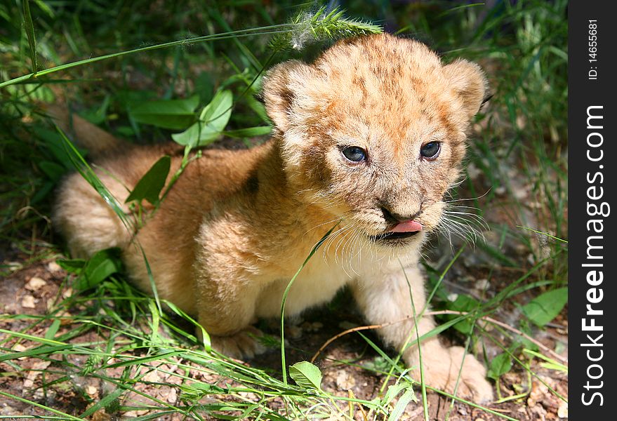 The young lion hides in a grass