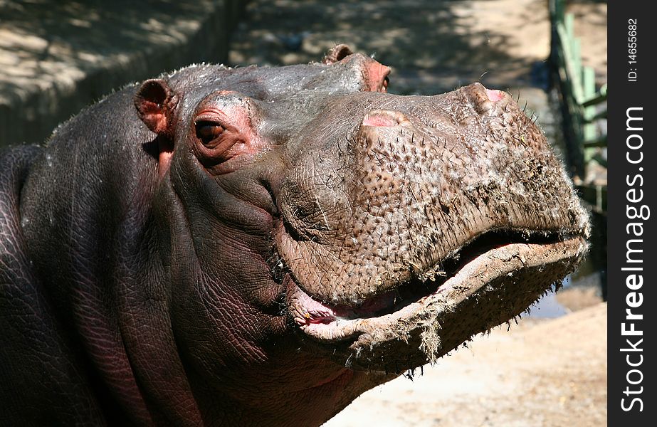 Hippopotamus close up in a zoo