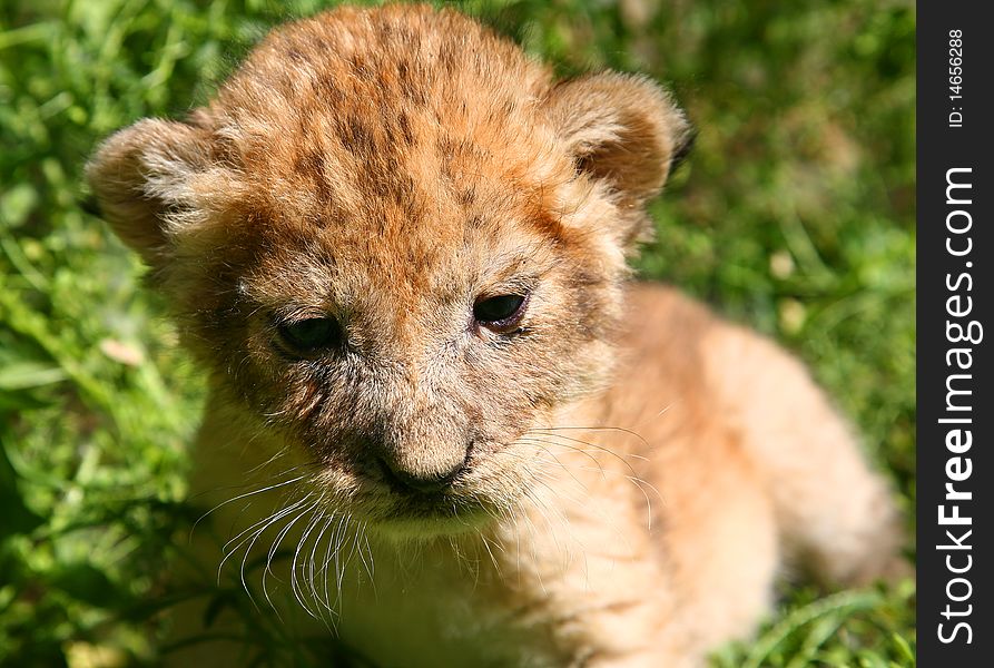 Young lion against a grass. Young lion against a grass