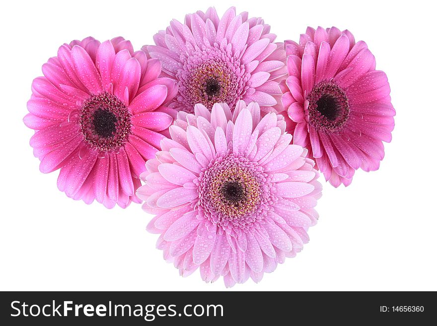 Pink Gerbera Flower Isolated On White