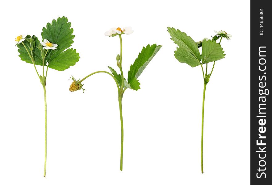 Blooming bush of strawberries on the white background