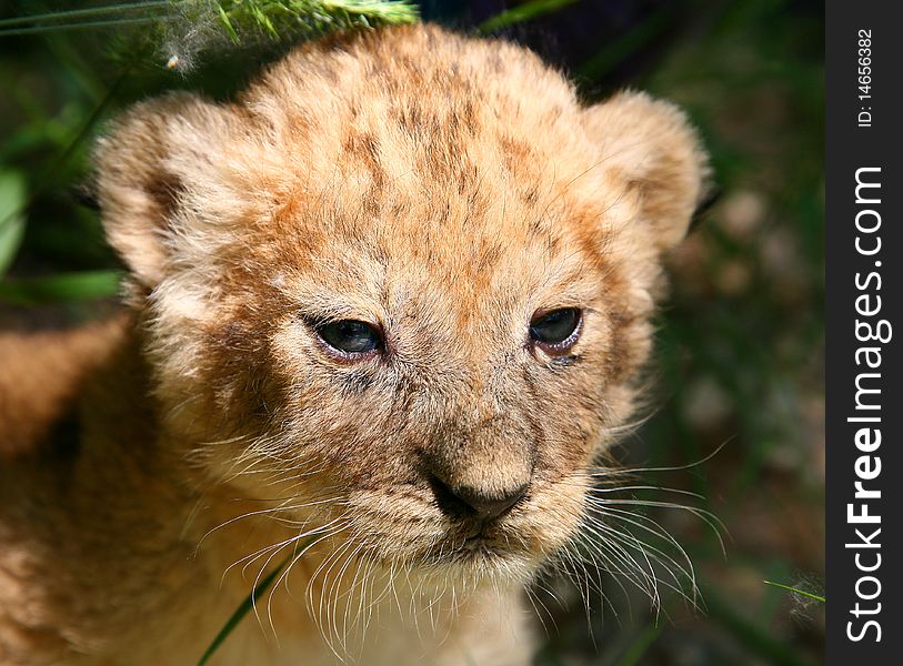 Large portrait of a young lion. Large portrait of a young lion