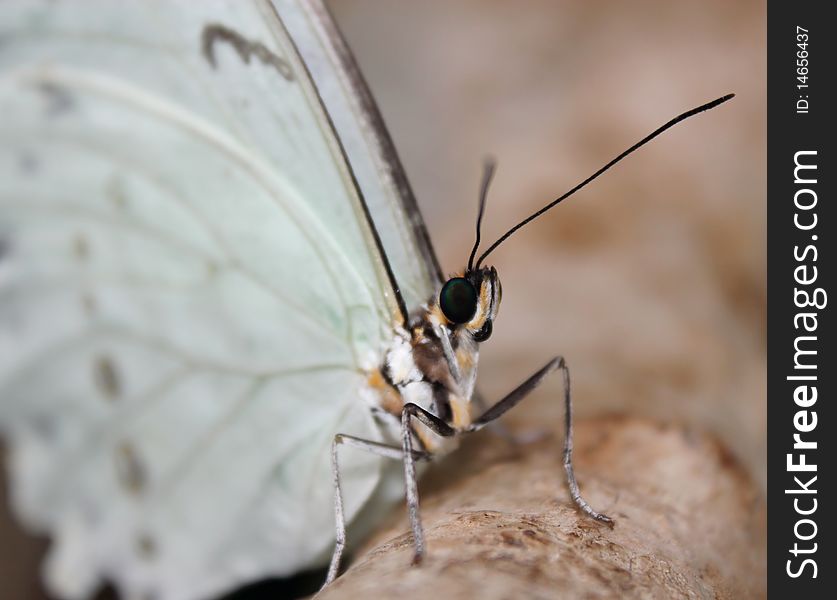 Morpho polyphemus butterfly resting on a branch