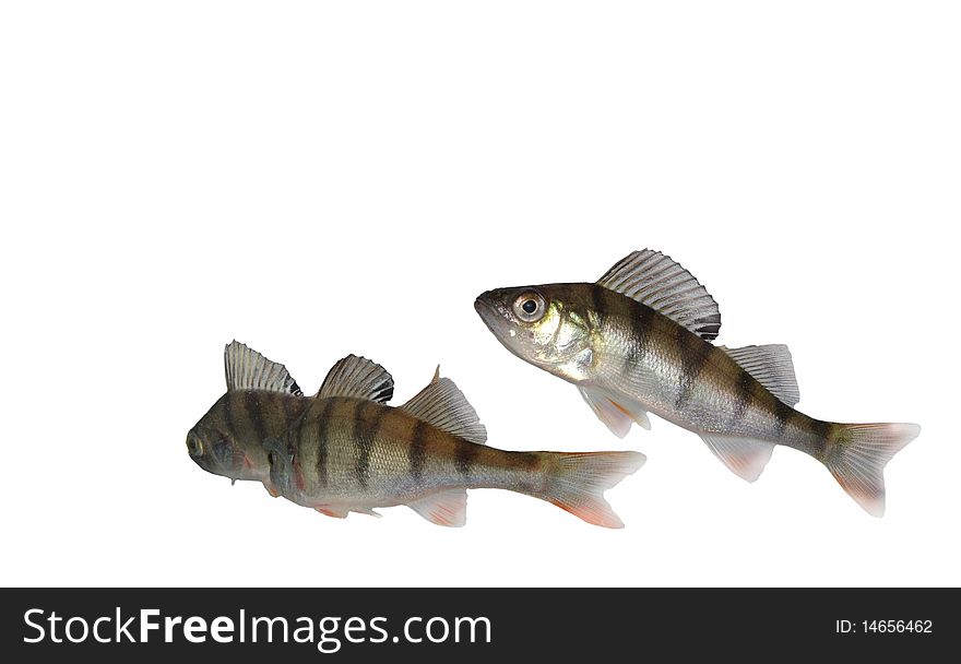 Swimming perches on white  background