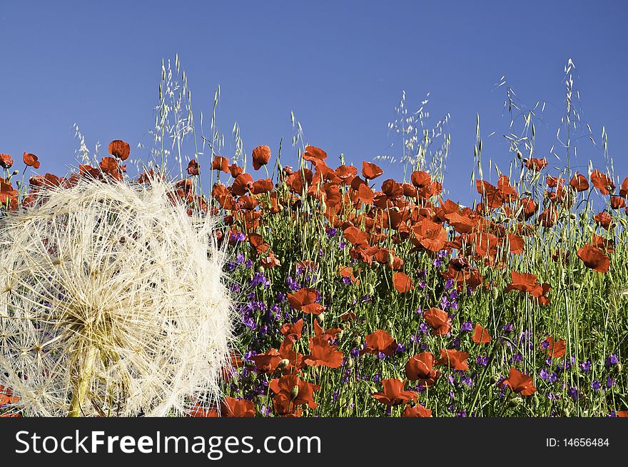 This image shows a field of poppies, with the ball of a thistle in the foreground, to break the monotony