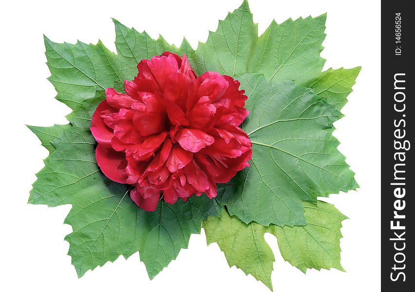 Medallion from leaves of grapes with a red peony. Isolated on white. Medallion from leaves of grapes with a red peony. Isolated on white.