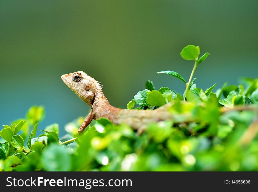 Standing lizard on the bush i the garden