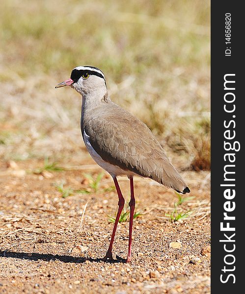 Crowned lapwing with a brown background