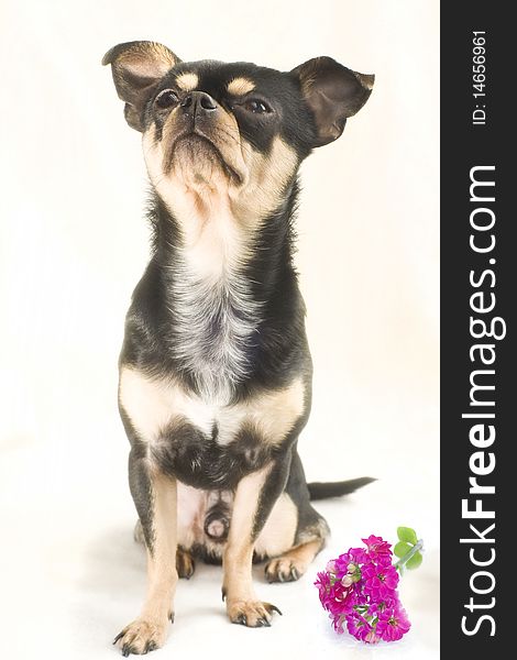 Male black and tan chihuahua looking up with purple flower,peace offer. Male black and tan chihuahua looking up with purple flower,peace offer