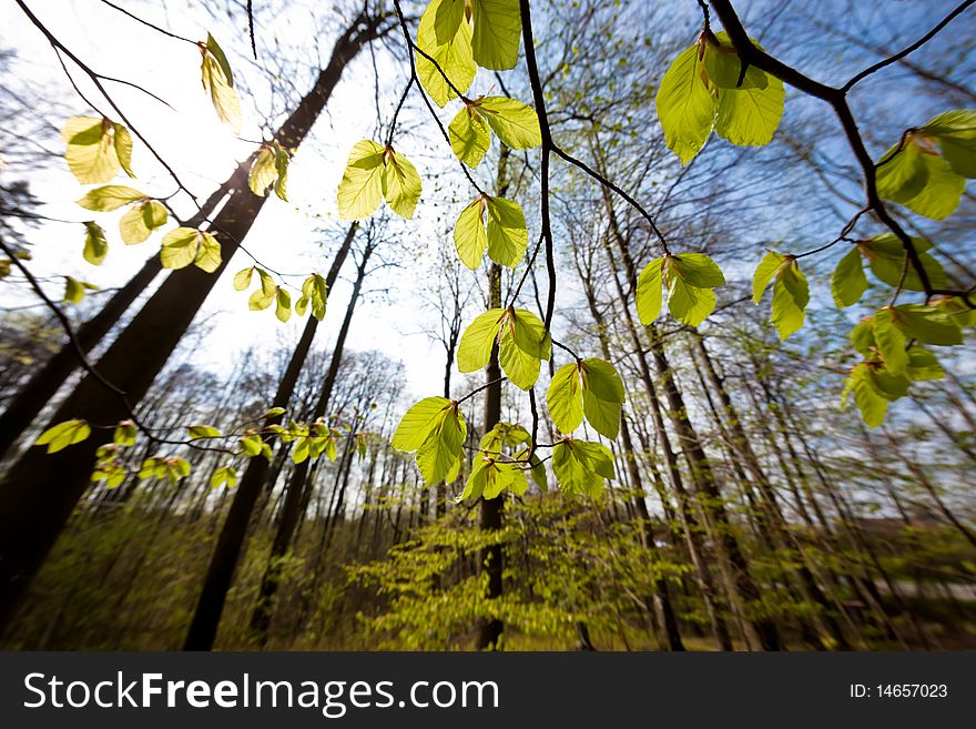 Low angle photo of beech canopy. Low angle photo of beech canopy