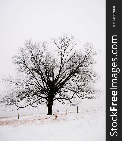 A tree in snow during winter in a white landscape. A tree in snow during winter in a white landscape.