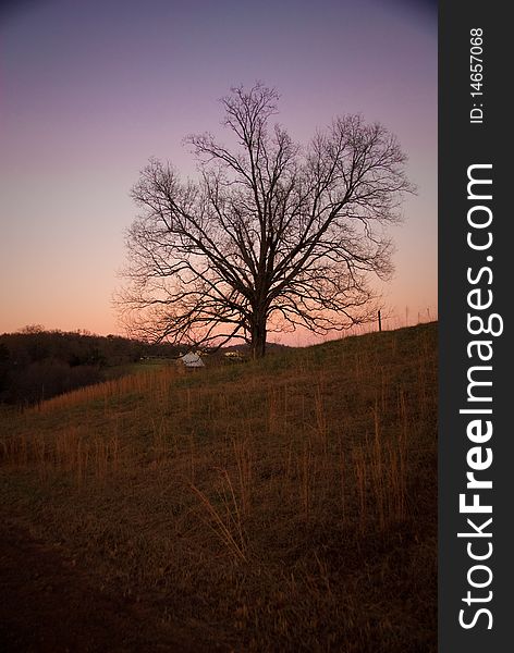 A tree in a field during with a colorful sky at sunset. A tree in a field during with a colorful sky at sunset.