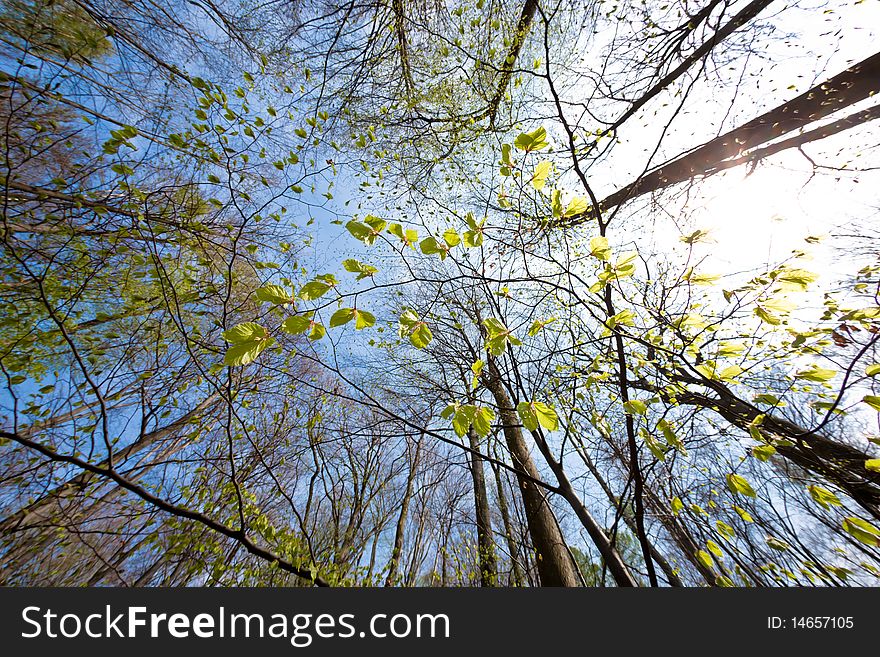 Tree canopy in spring time