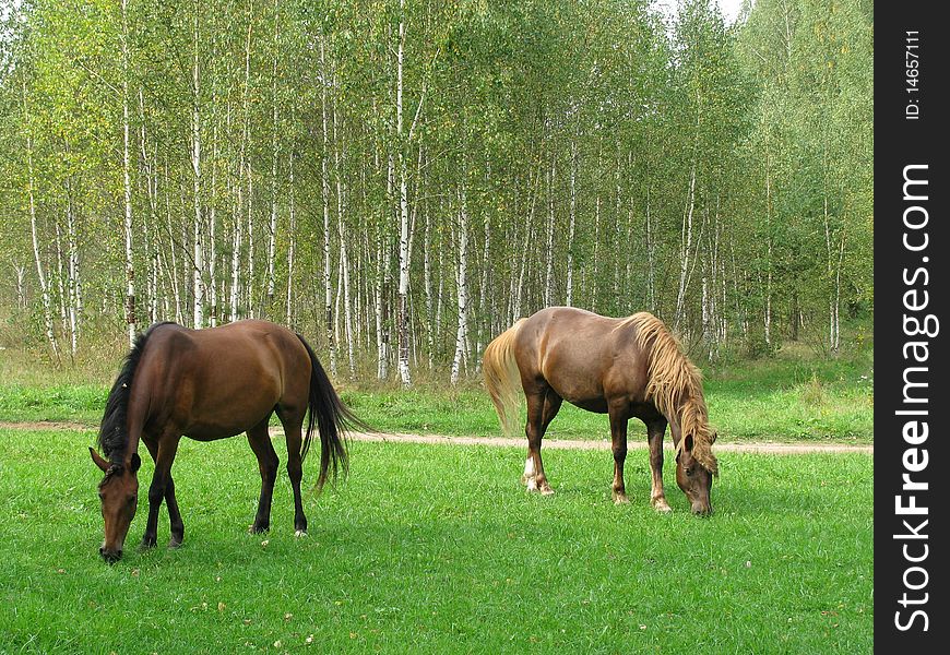 Two Horses graze on green glade. Two Horses graze on green glade