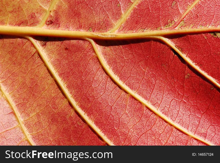 The veins of falling leaf. The veins of falling leaf