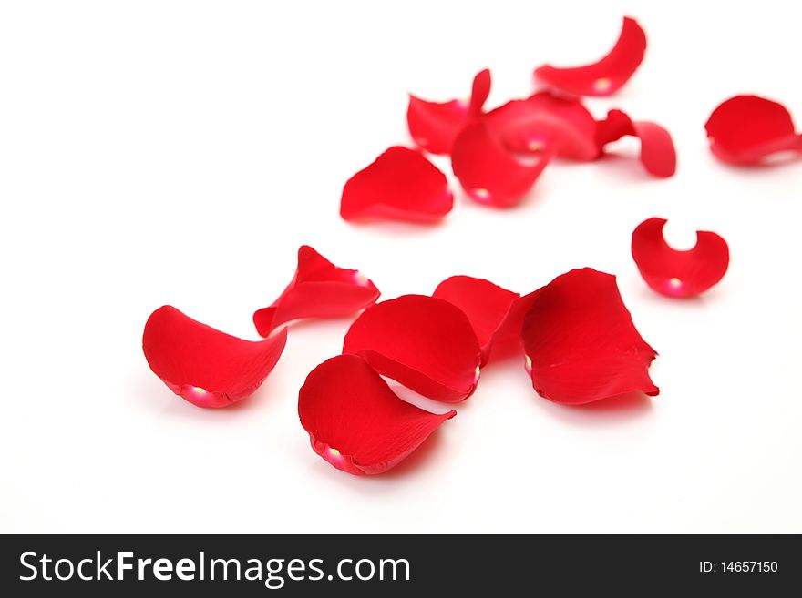 Petals of roses on a white background