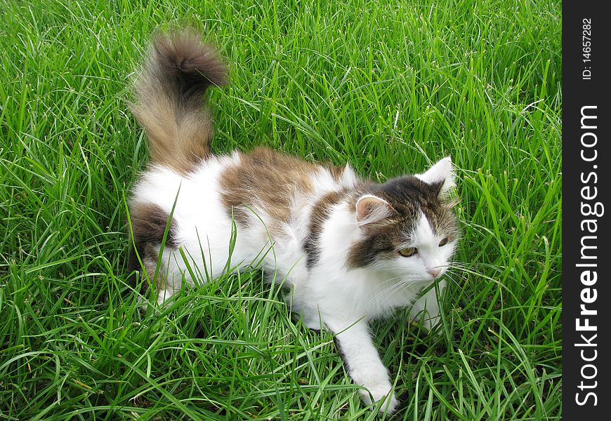 Cat on a green grass, relax. Cat on a green grass, relax.