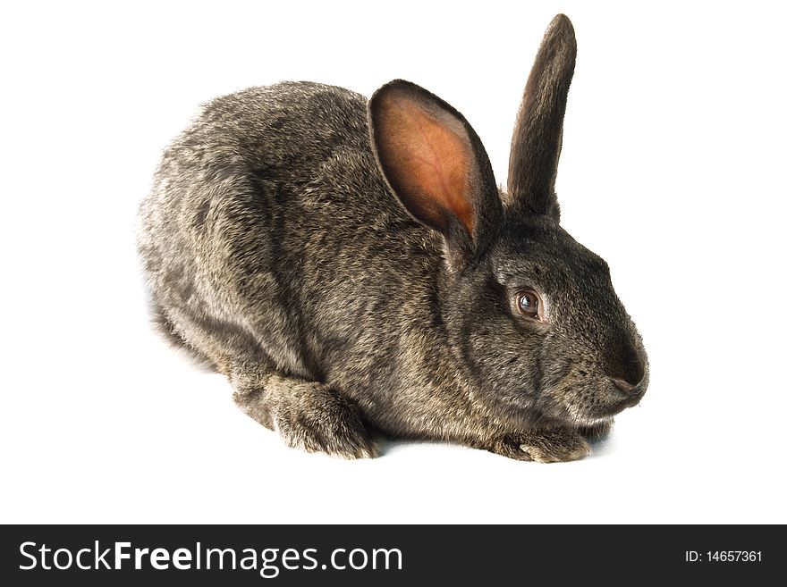 Rabbit is isolated on white