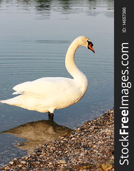 Curious big beautiful white swan on the lakeside