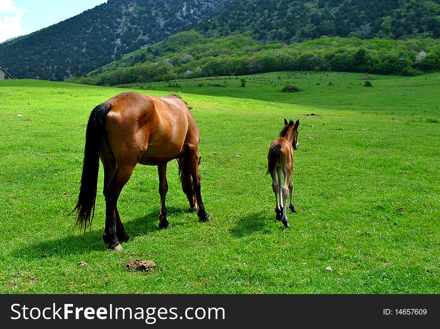 Brown horse on green field with stallion. Brown horse on green field with stallion