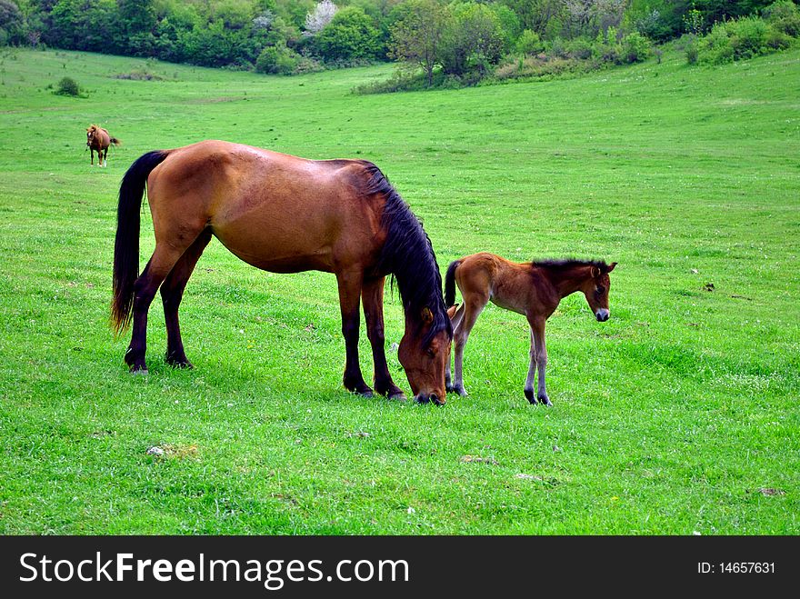 Brown horse in the green field. Brown horse in the green field