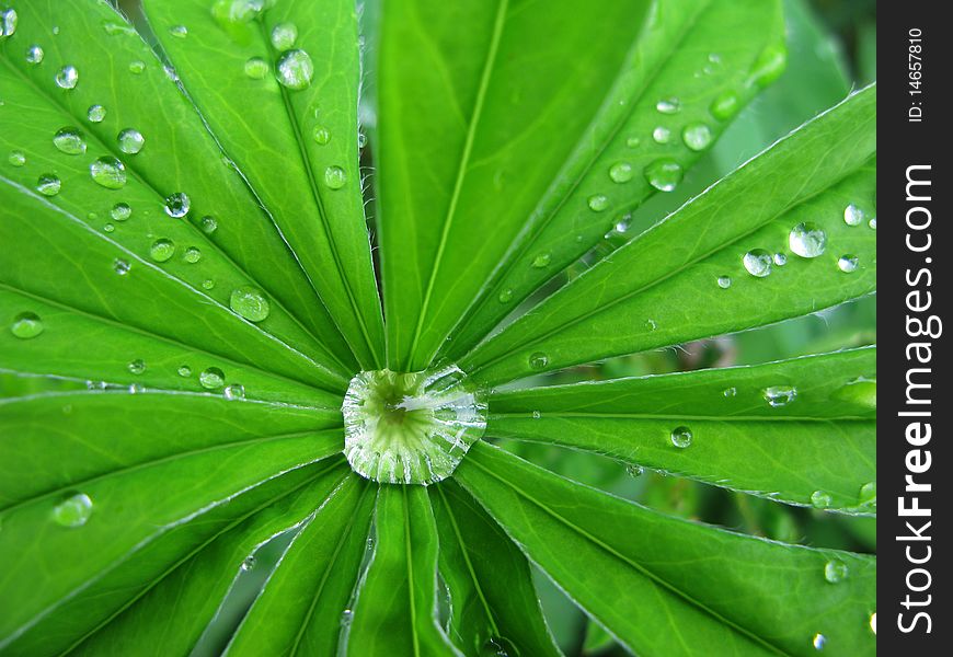 Drops water after rain on grass - background. Drops water after rain on grass - background